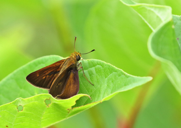 Dun Skipper male